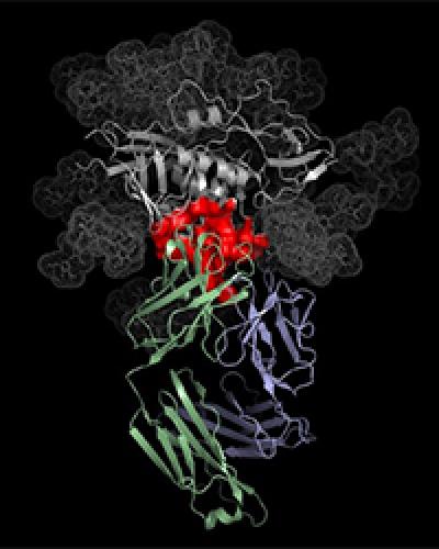 illustration of the VRC01 antibody bound to HIV