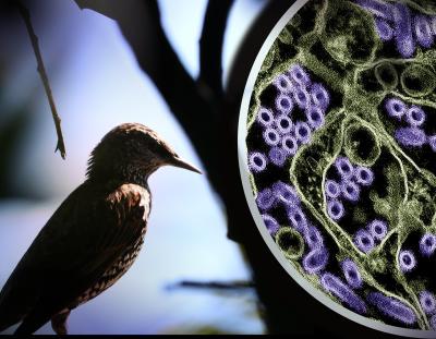 Photo of a wild bird. To the right is a colorized transmission electron micrograph of H5N1 virus particles (purple).