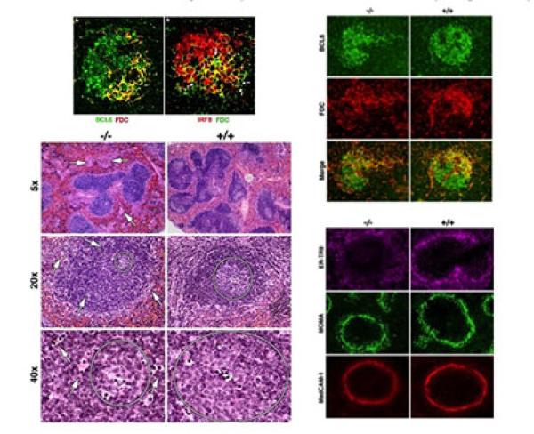 Differential expression of IRF8 in subsets of macrophages and dendritic cells