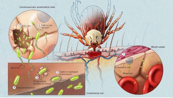 Illustration of Rickettsia Transmission cycle.