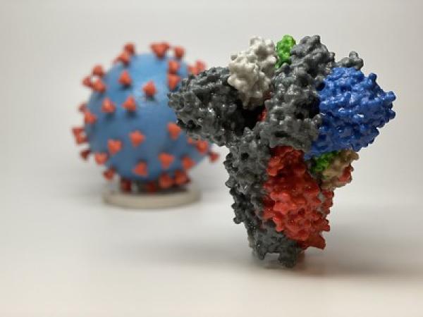 An image of a SARS-CoV-2 Protein 3D Model.