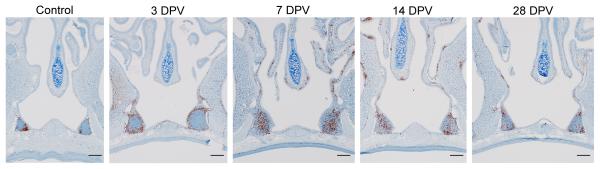 Immunohistochemistry staining of nasal turbinates and NALT tissues with CD3 (brown), highlighting the migration of T cells into these regions.