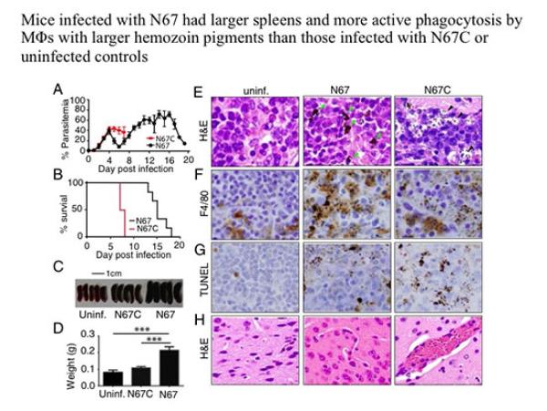 Graphic with text: Mice infected with N67 had larger spleens and more active phagocytosis by MΦ with larger hemozoin pigments than those infected with N67C or uninfected controls.