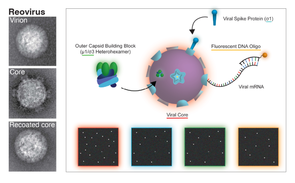 Black and white photos next to a model image of SVBBU assembly mechanisms