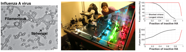 Composite of three images regarding SVBBU entry mechanisms