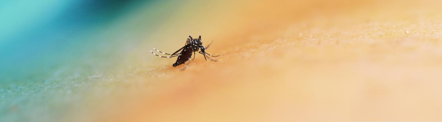 a mosquito on a colorful background