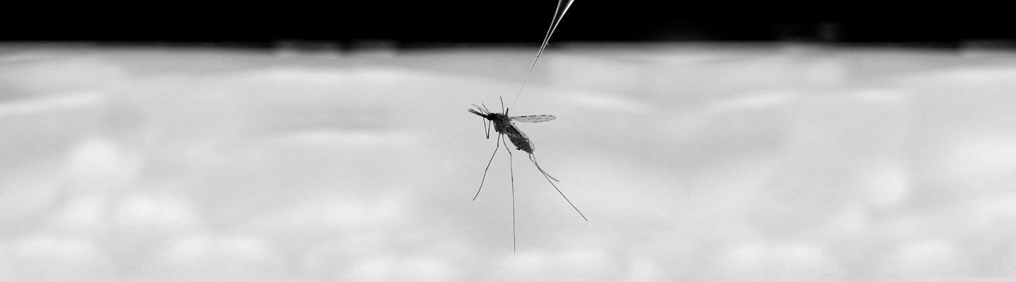 a mosquito and a needle