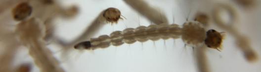 Aedes mosquito larvae.