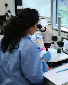 A person at a microscope.