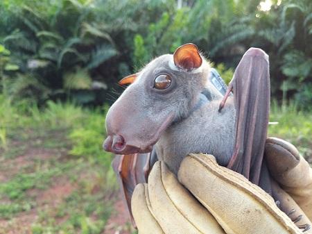 Adult male hammer-headed bat