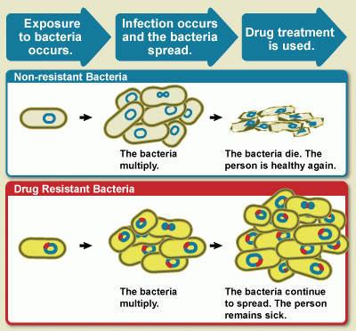 Diagram showing the difference between non-resistant bacteria and drug resistant bacteria.