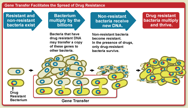 An illustrattion showing 4 steps in the process of gene transfer and how this facilitates the spread of drug resistance.