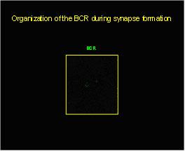 Total internal reflection (TIRF) image of a B cell expressing fluorescent BCR as it engages a fluid lipid bilayer that contains the B cell antige