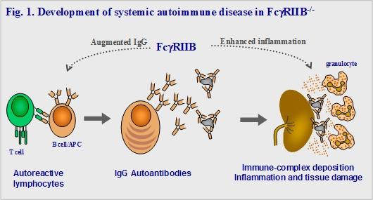 Model for systemic autoimmune disease in mice deficient in FcγRIIB