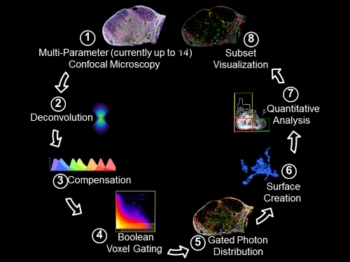 Histo-cytometry workflow pipeline (CAT-I)
