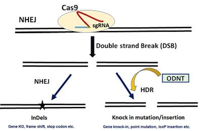 CRISPR/cas9 genome editing diagram