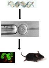 transgenic animals diagram