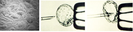 Microinjection of ES cells into Blastocyst.