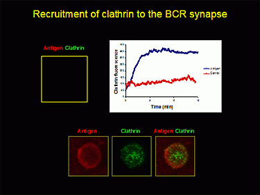 Shown (right) is a TIRF image of the recruitment of clatherin (in green) from the cytosol to the synapse as the BCR internalizes antigen (in red) into the cell.