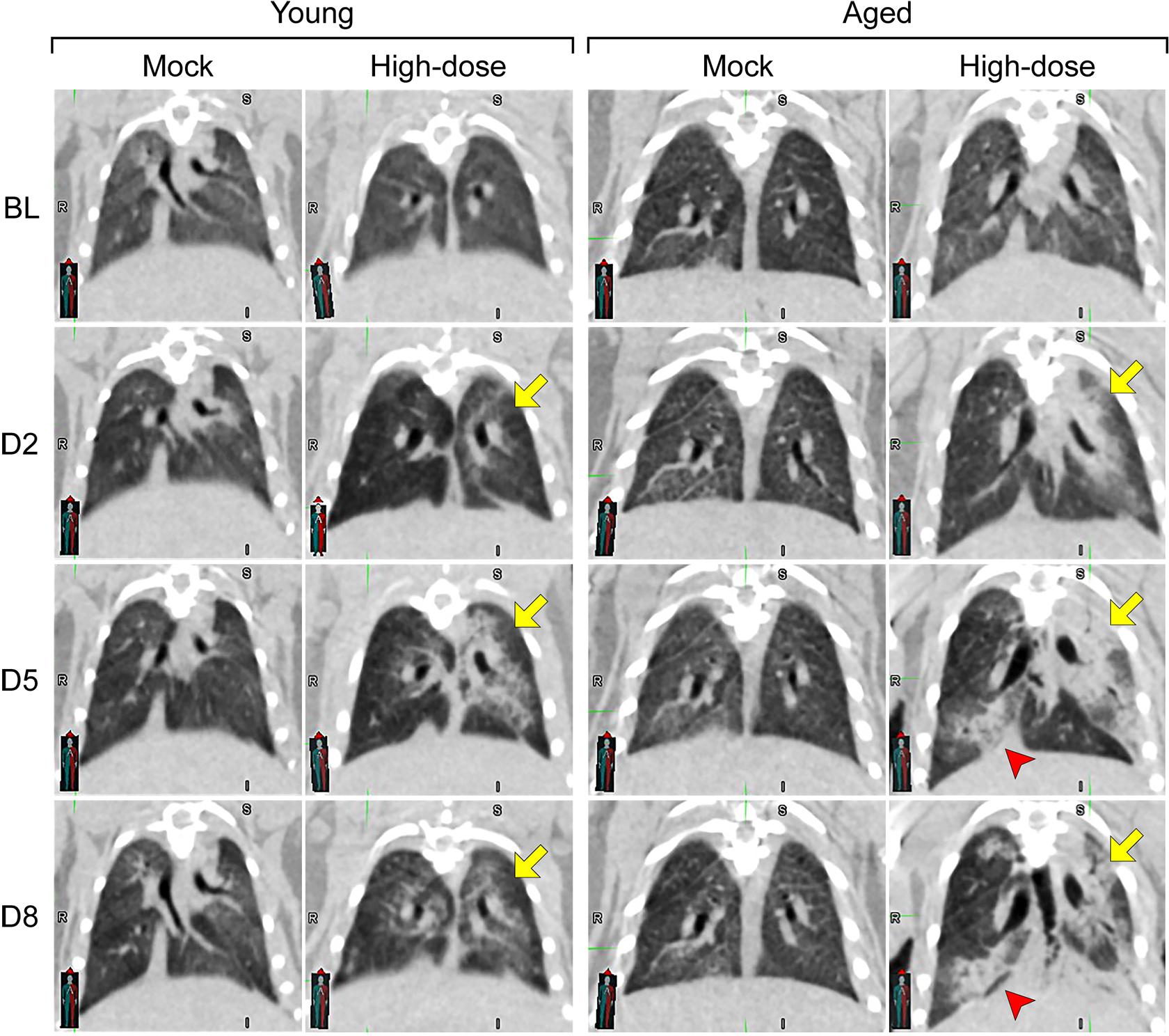 A series of CT images showing pneumonia disease progression in mice