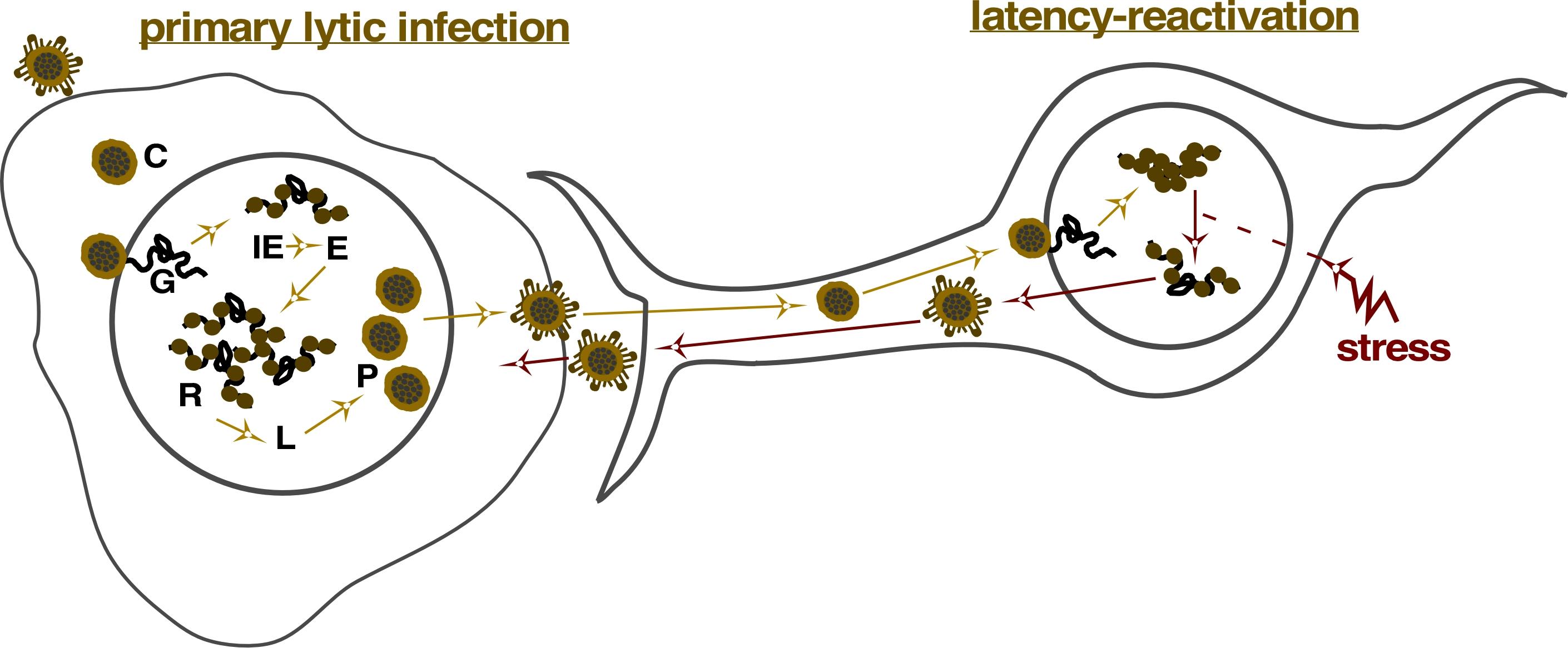 Fig 1. The lytic-latency cycle of herpes simplex virusC, capsid; G, genome; IE, Immediate Early genes; E, Early genes; R, DNA/genome replication; L, Late genes; P, progeny virus