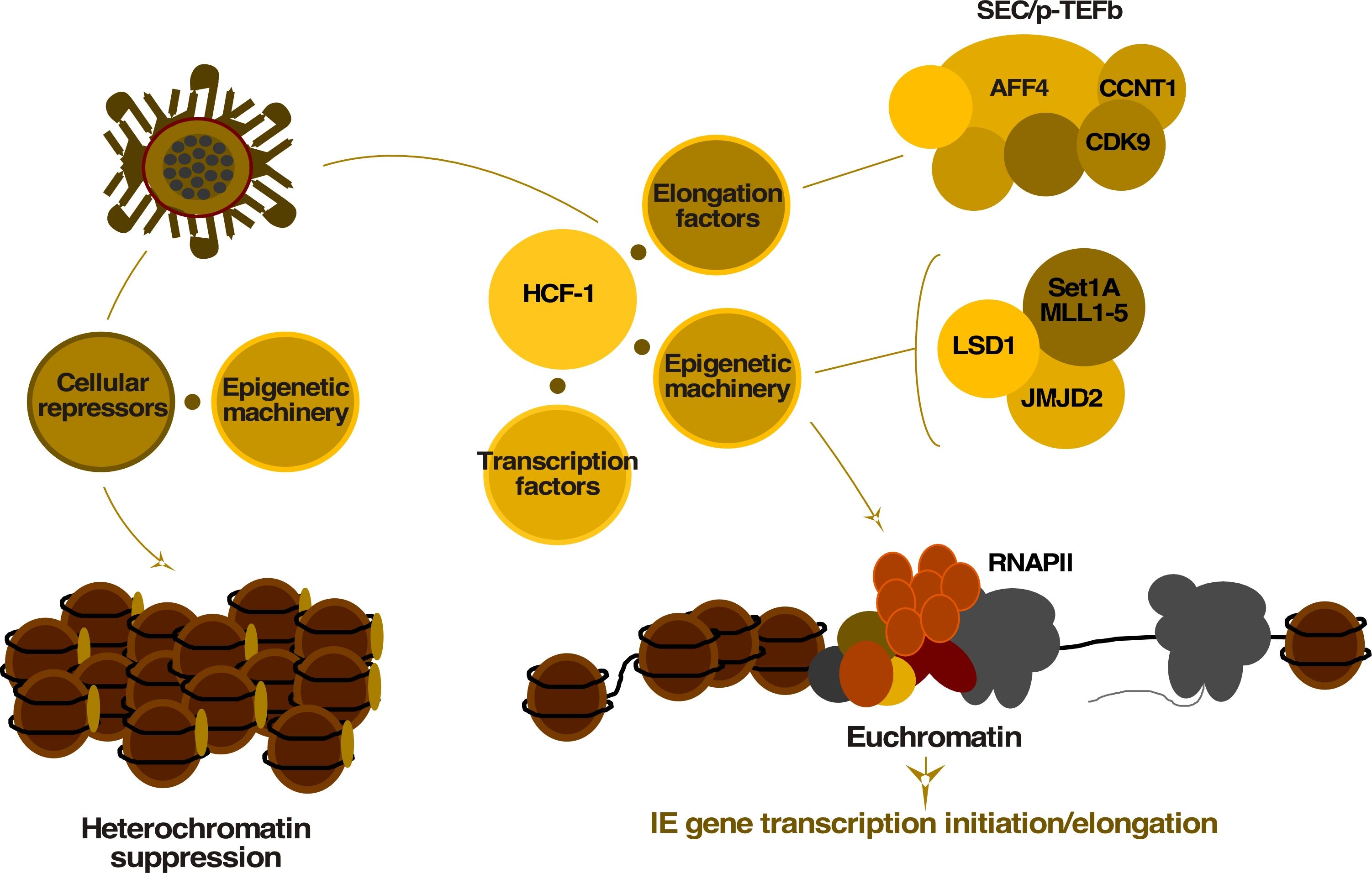 Fig 2. Complex regulation of HSV Immediate Early genes. LSD1, JMJD2, MLL, SETD1A, enzymes required for preventing epigenetic suppression  of the viral genome; SEC-p-TEFb, Super Elongation Complex mediating transcriptional elongation of HSV IE genes. Credit: NIAID