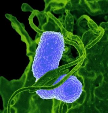 Interaction of Klebsiella pneumoniae with a human neutrophil.