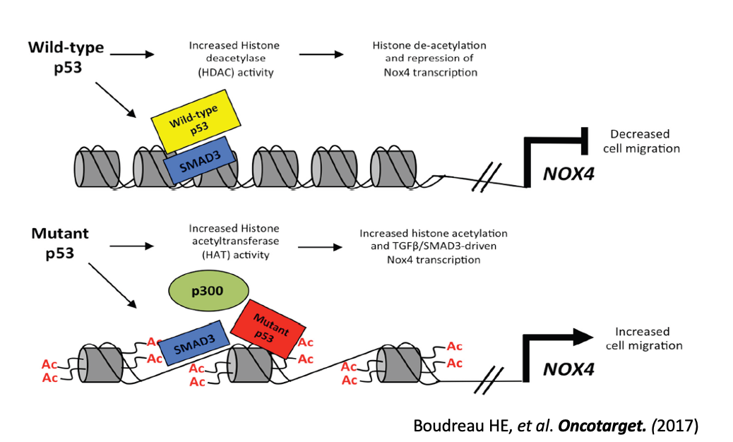 Model of the divergent roles of wild-type and mutant p53 regulating NOX4 expression and cell migration through histone modifications. 