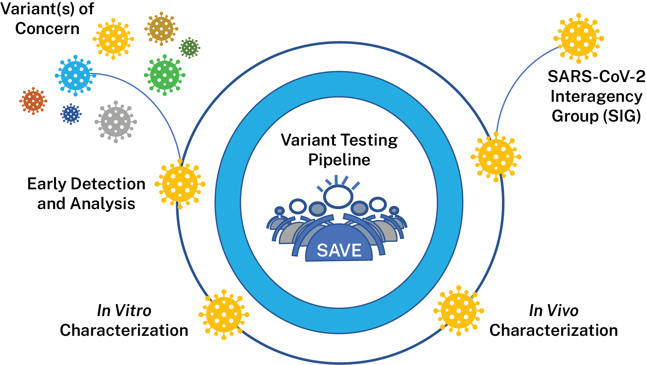 A diagram showing the Variant Testing Pipeline (SAVE): variants of concern enter early detection analysis, then in vitro characterization, on to in vivo characterization. Final analysis is given to the SARS-CoV-2 Interagency Group. See the description of each step in the text below.