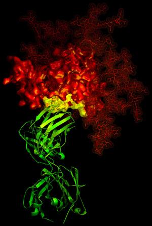 HIV-1 gp120 in Complex with Human Antibody b12