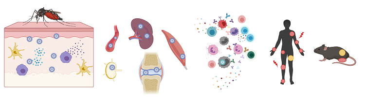 Arthritogenic alphavirus infection. Image created using BioRender.com.