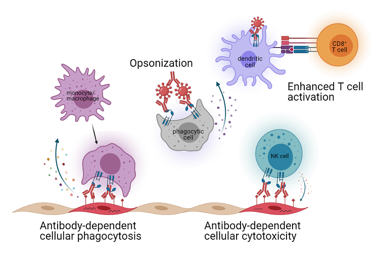 Antibody effector functions. Modified from Keeler and Fox (2021) Viruses. Image created using BioRender.com.