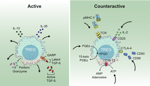 Cell Immunology Fig Image