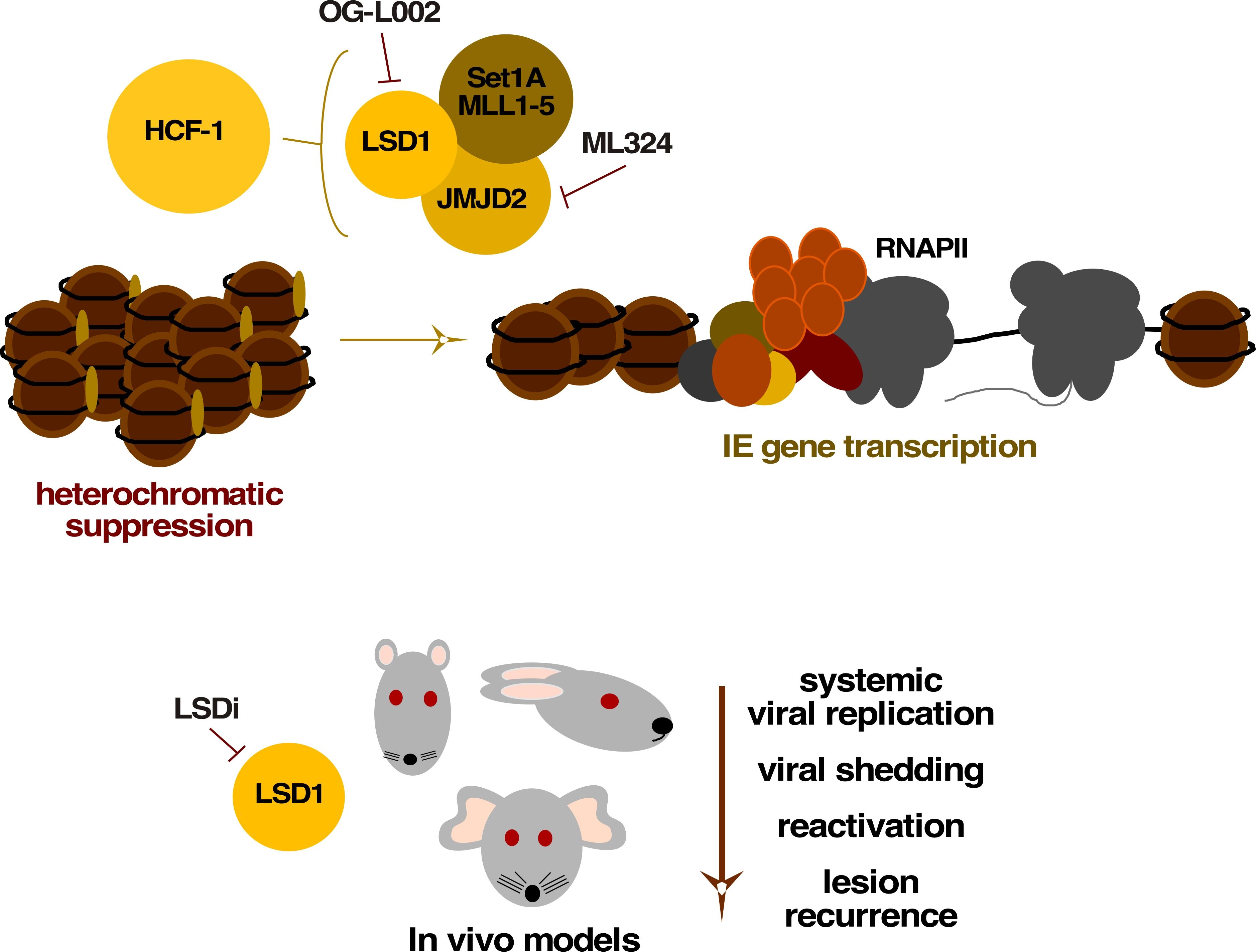 Fig 3. Targeting epigenetic machinery to suppress HSV infection and reactivation LSD1 and JMJD2 are required to limit the epigenetic suppression of HSV. Specific inhibitors of these enzymes prevent activation of the viral IE genes during the initiation of lytic infection and reactivation from latency (top panel). Treating animal models of HSV infection with inhibitors of LSD1 results in suppression of infection, viral shedding, and reactivation from latency in vivo (bottom panel).