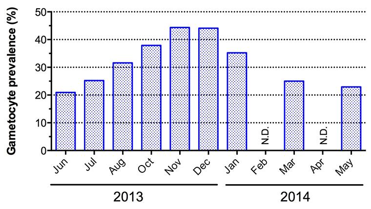 P. falciparum gametocyte prevalence detected by Pfs25-based RT-PCR in Kenieroba, Mali