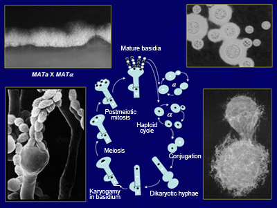 Cryptococcus neoformans Lifecycle