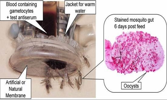 Mosquito membrane feeding assay.