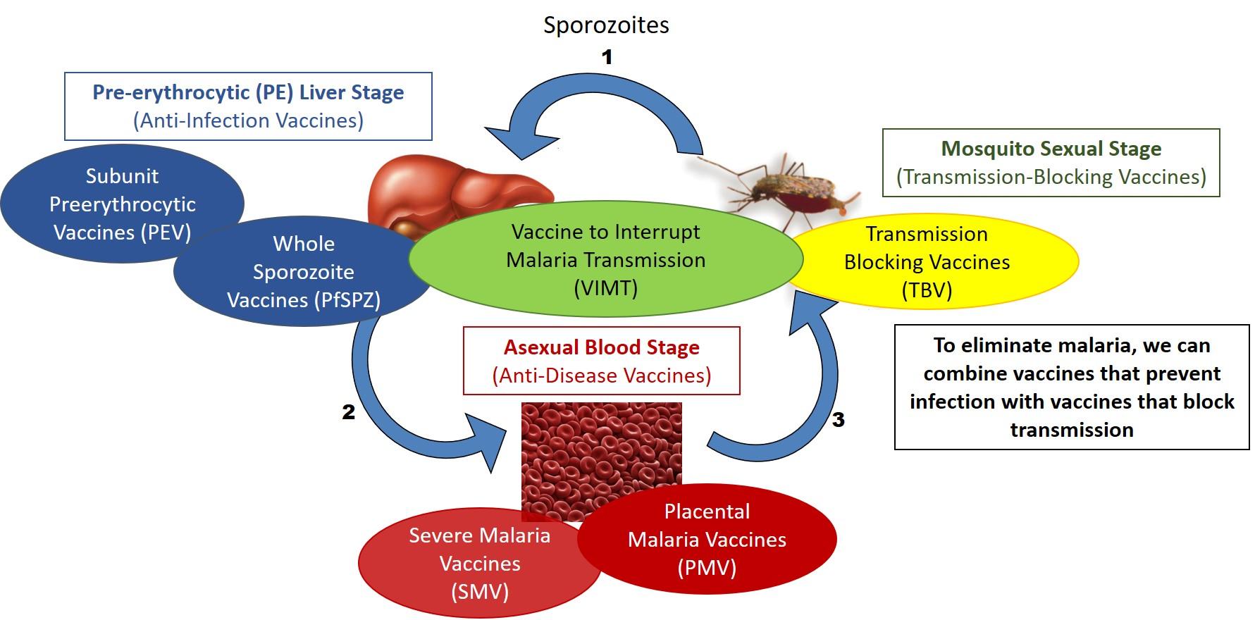 Malaria vaccines target different stages of the parasite life cycle