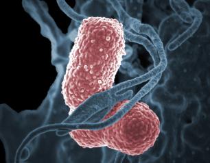 A human neutrophil interacting with Klebsiella pneumoniae (pink), a multidrug–resistant bacterium that causes severe hospital infections.