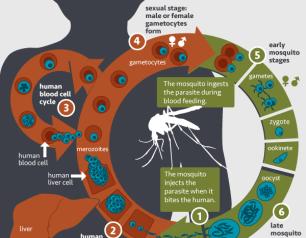 This image shows the lifecycle of the malaria parasite in a person.