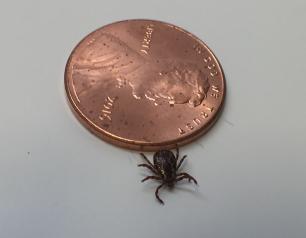 A male adult dog tick, or Dermacentor variabilis, is shown crawling over a penny to show the tick's small size. Dog ticks can transmit the pathogen that causes tularemia.