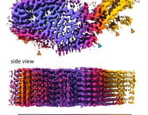 This 3-D cryo-electron microscopic density map shows the layered structure of a short segment of a chronic wasting disease prion from the top and side. The different colors represent differences in resolution within the structure. 