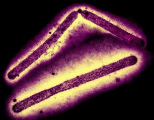 Three rod-shaped influenza A H5N1 virus particles shown in purple.