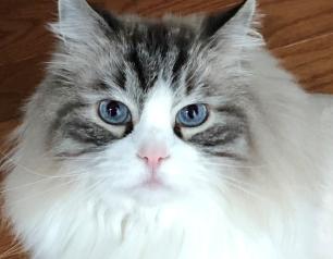 a white and gray cat