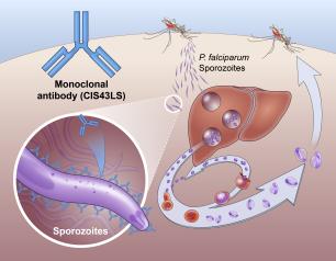 Illustration shows antibody drug prevents malaria infection by interrupting lifecycle of P. falciparum