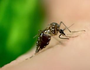 Close-up image of black mosquito with white dots on peach-colored skin with a green background.