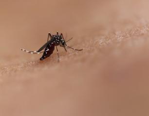 a black mosquito with white stripes bites human skin