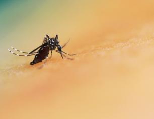 a mosquito on a colorful background