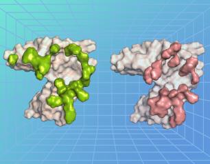 3D models of two proteins side-by-side, one gray with green and the other gray with pink, on a blue background with a grid pattern