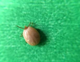 An engorged tick with a tan body and dark brown legs, crawling on a green background.